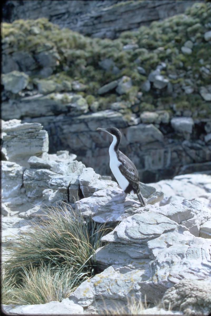 Imperial Cormorant (Imperial) - ML629729210