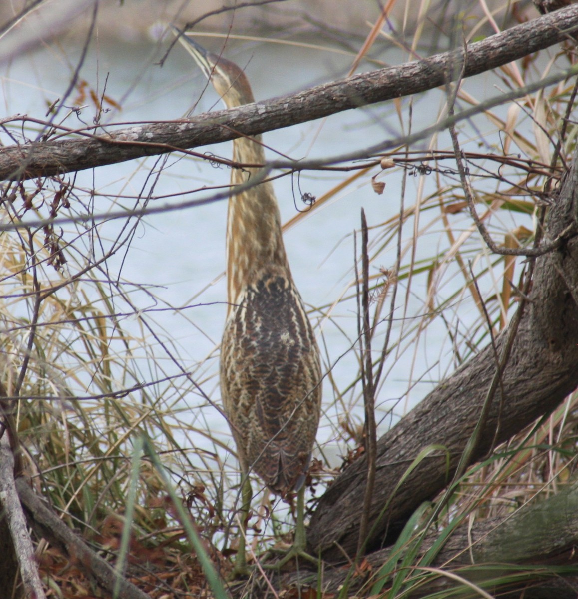American Bittern - ML629729224