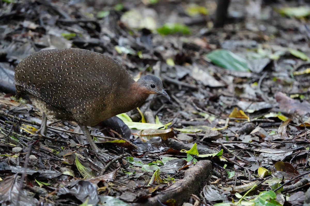 Highland Tinamou - ML629729445