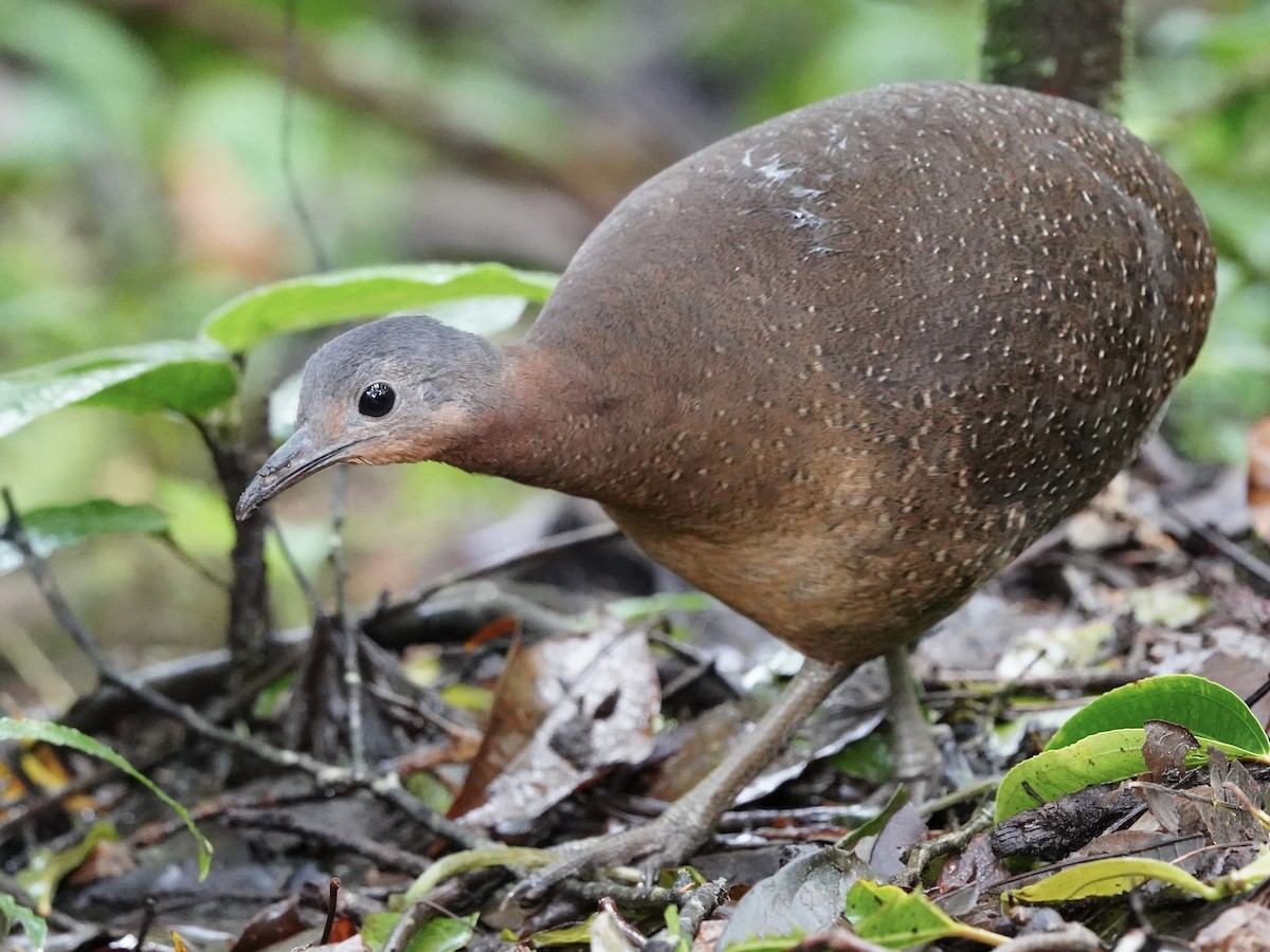Highland Tinamou - ML629729446