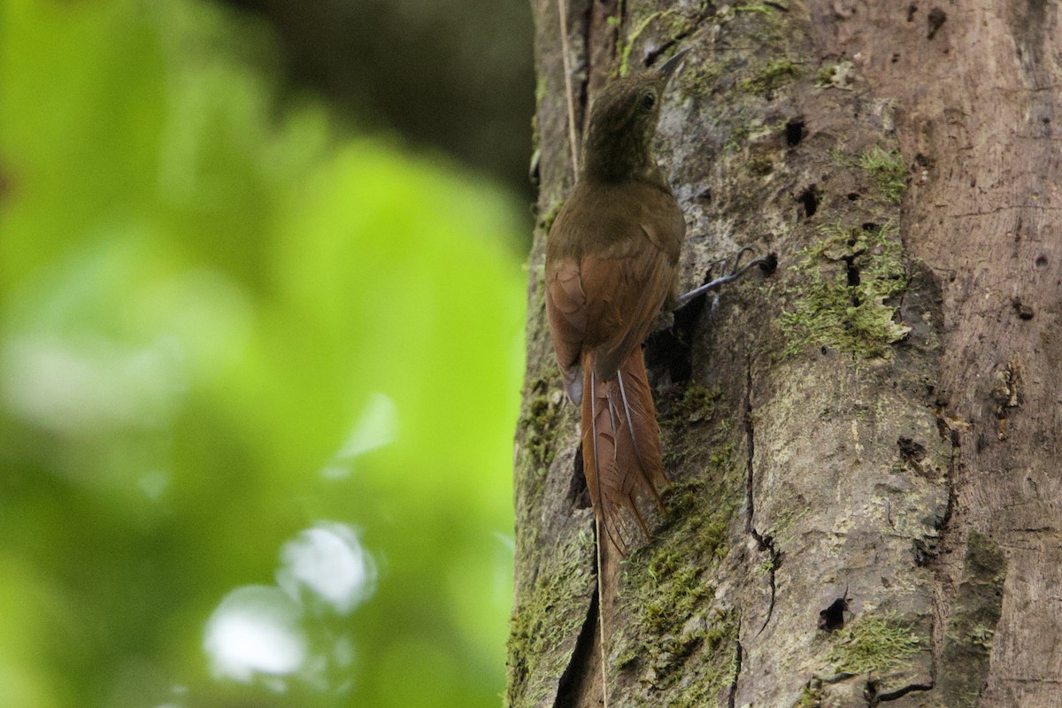 Piping Woodcreeper - ML629729530