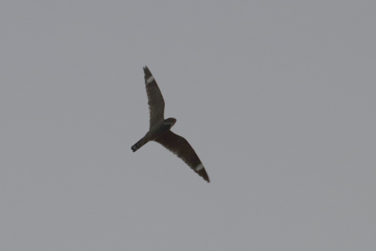 Lesser Nighthawk - ML629729725
