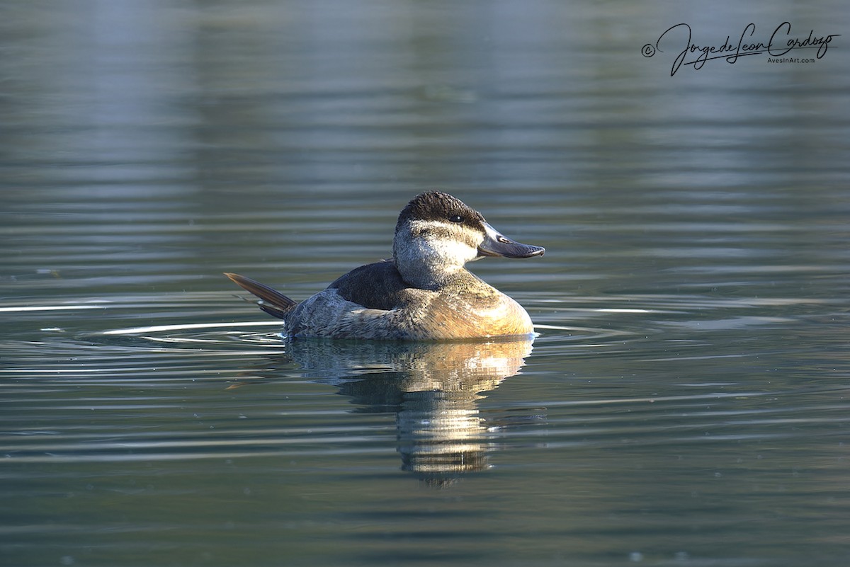 Ruddy Duck - ML629729881