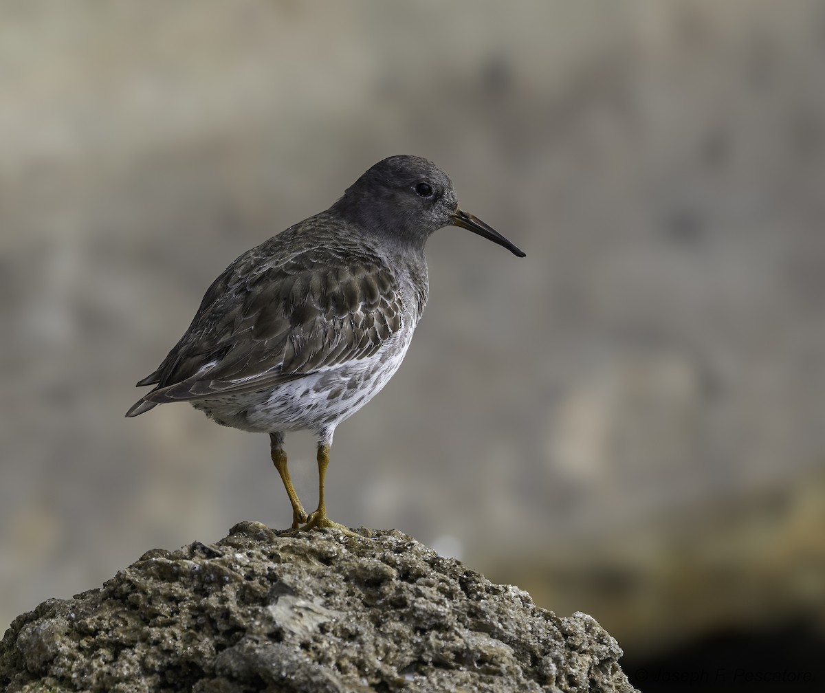 Purple Sandpiper - ML629730116