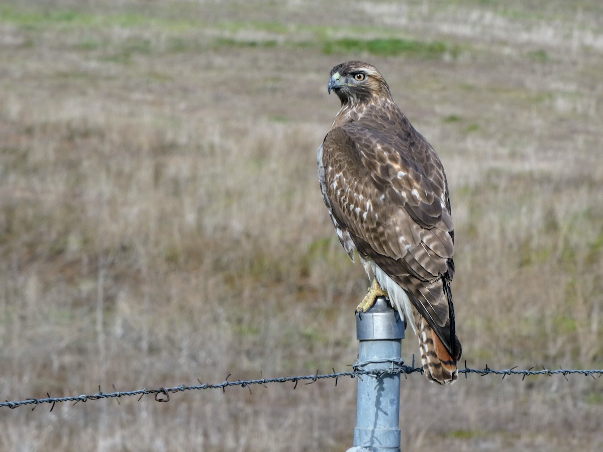 Red-tailed Hawk - ML629730136