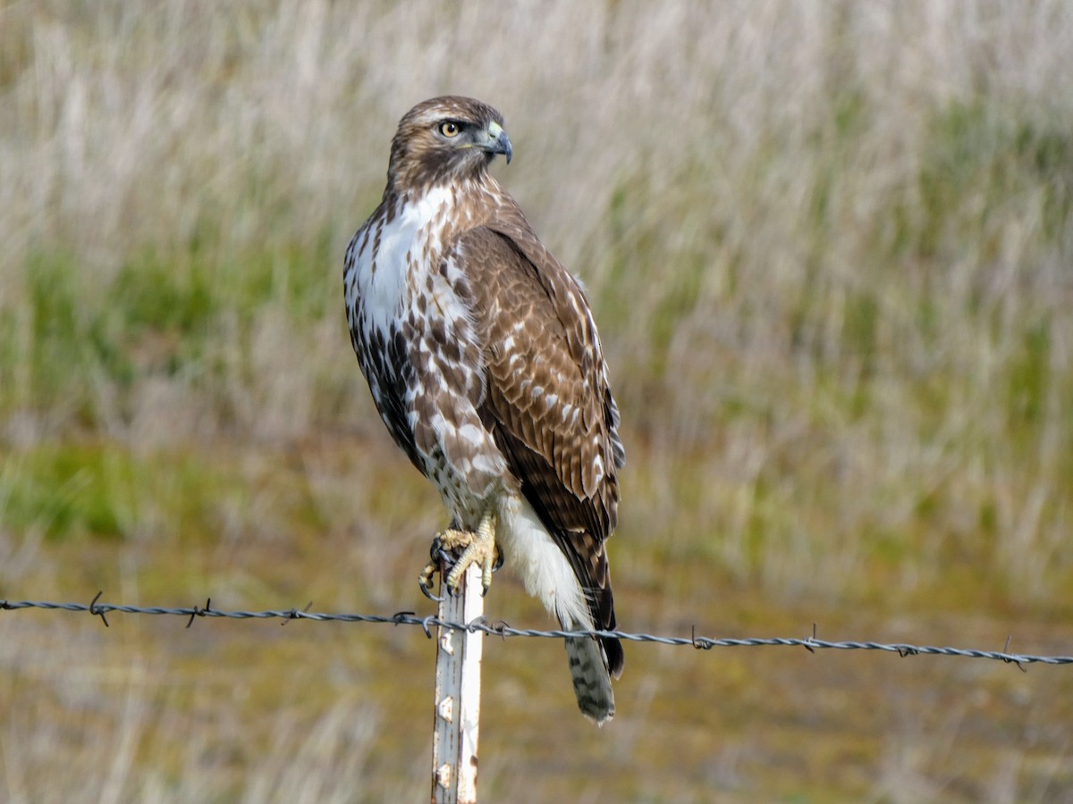 Red-tailed Hawk - ML629730137