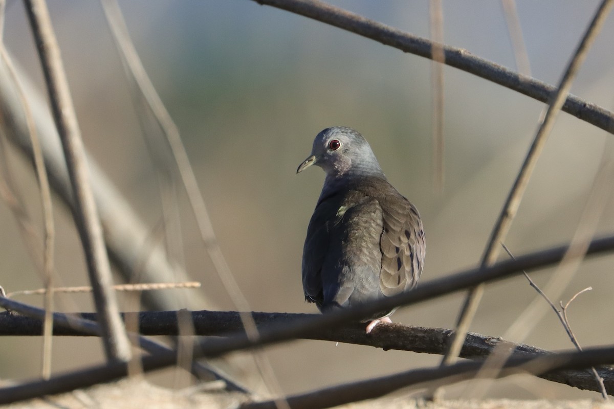 Plain-breasted Ground Dove - ML629730226