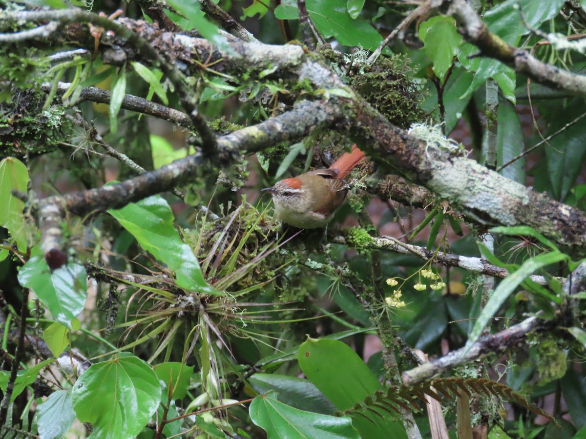 Pallid Spinetail - ML629730265