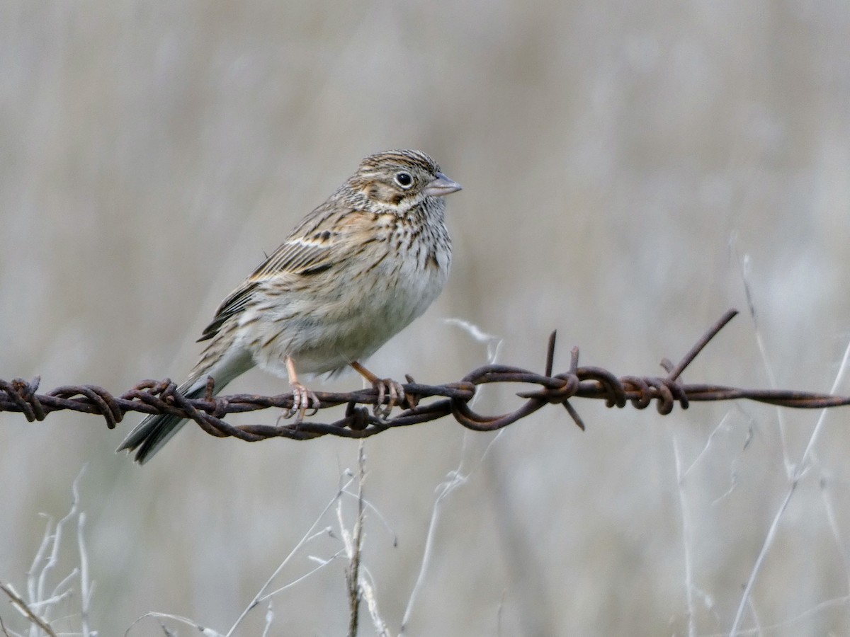 Vesper Sparrow - ML629730267