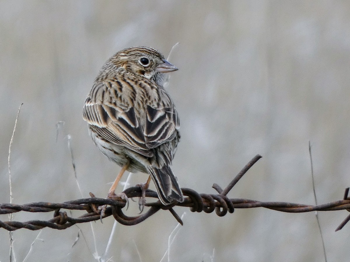 Vesper Sparrow - ML629730268