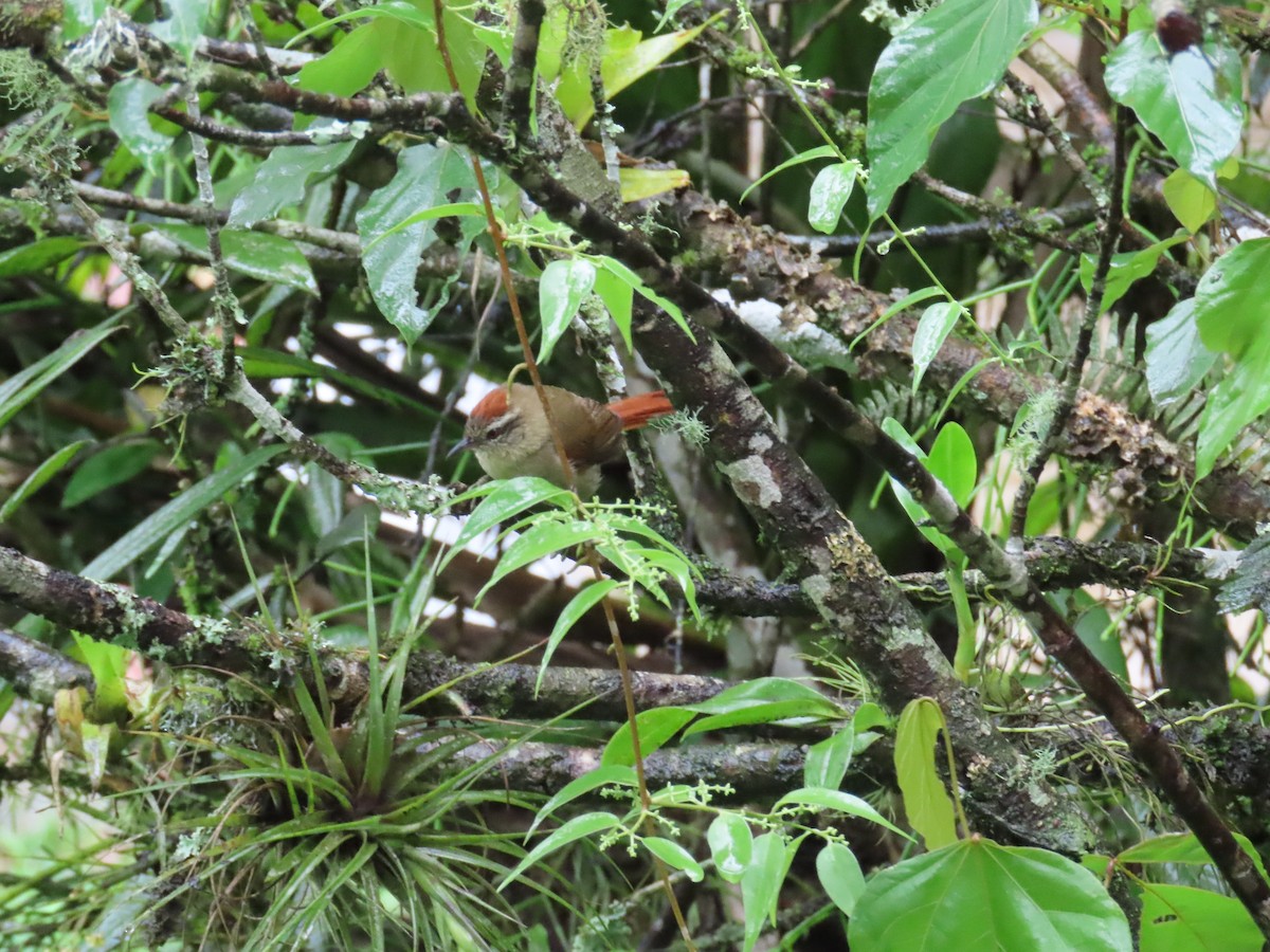 Pallid Spinetail - ML629730277