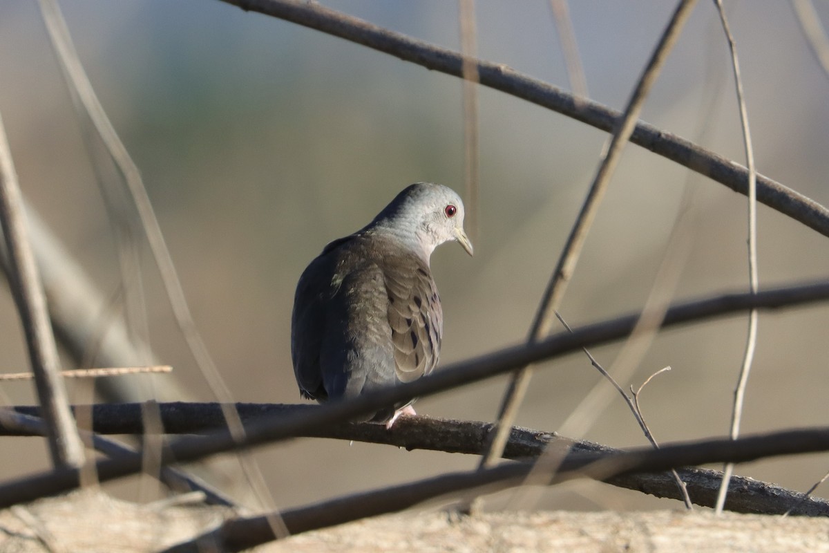 Plain-breasted Ground Dove - ML629730278