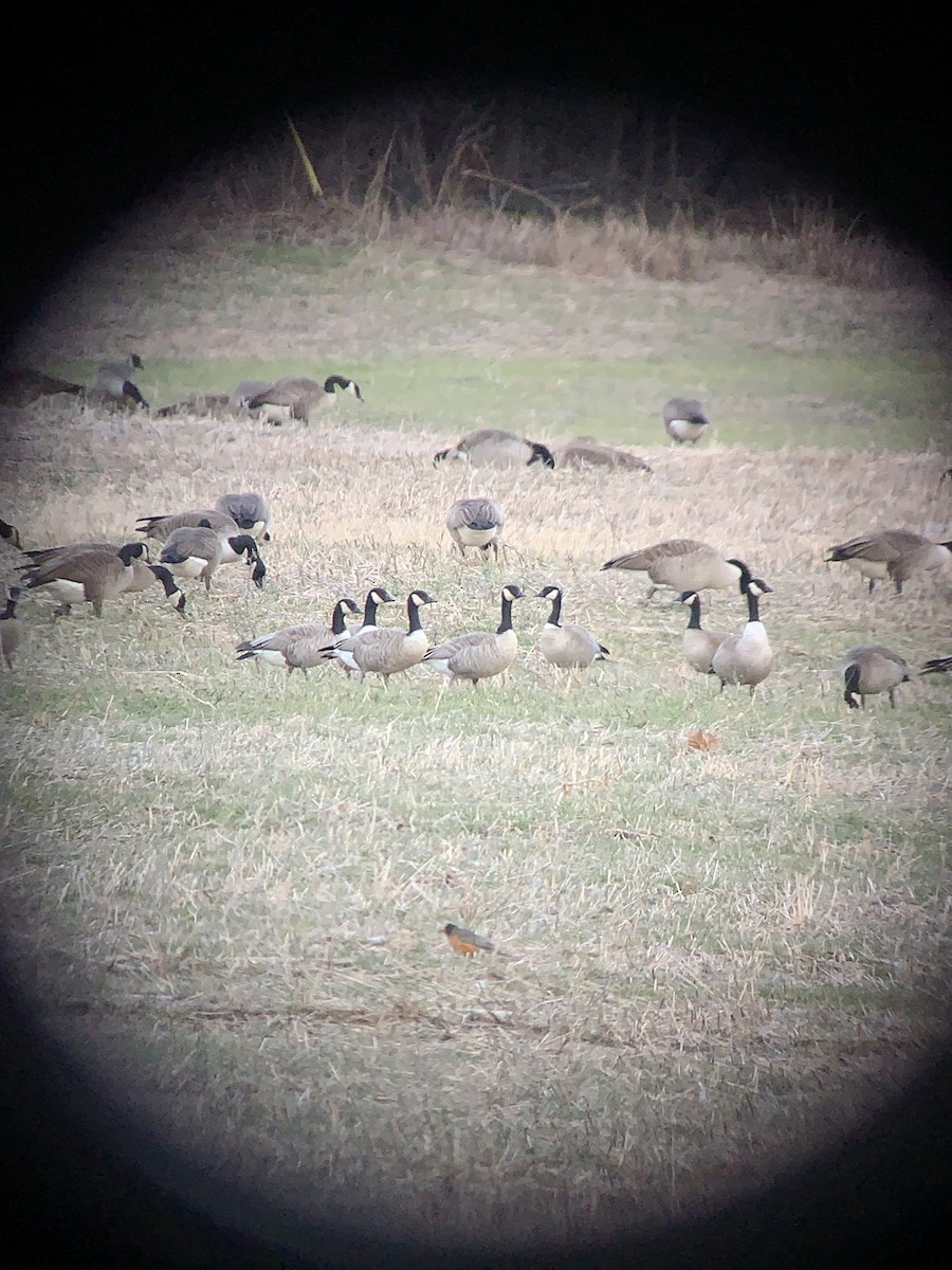 Cackling Goose - ML629730322