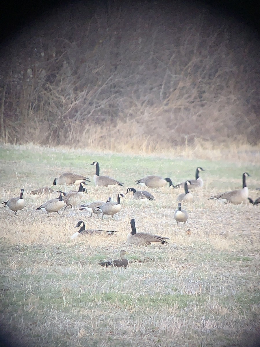 American Black Duck - ML629730336