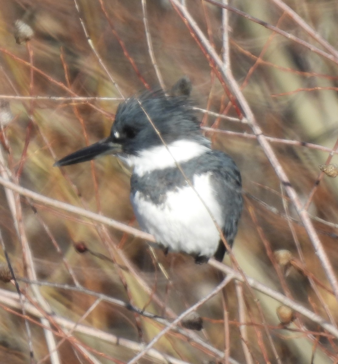 Belted Kingfisher - ML629730349