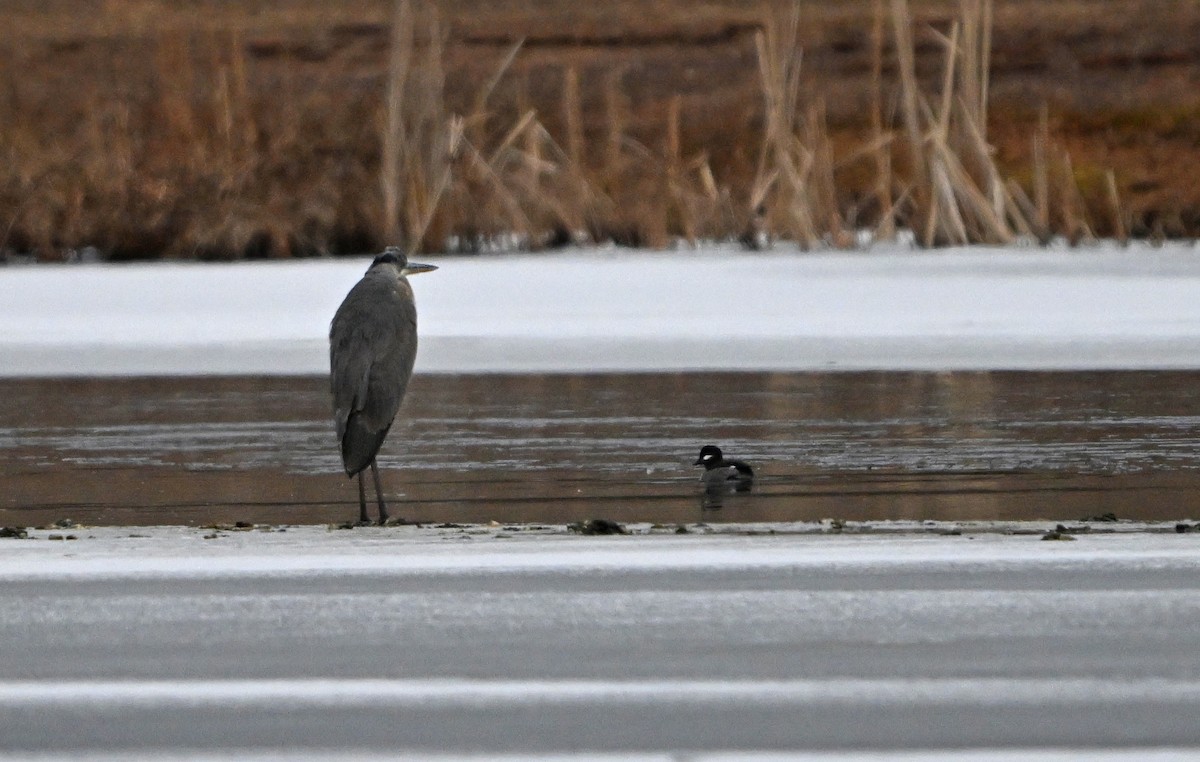 Bufflehead - ML629730426