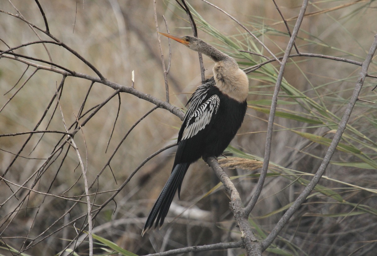 Anhinga - ML629730435