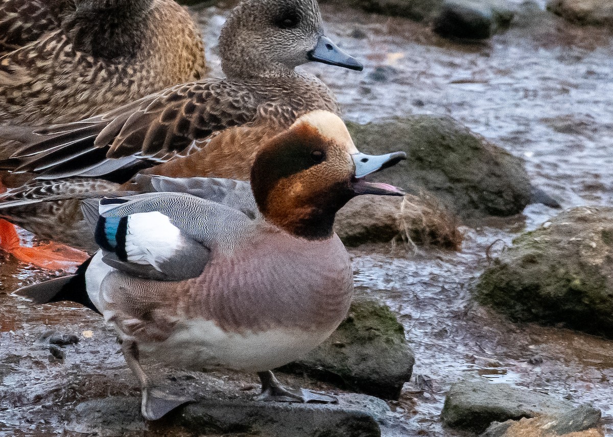 Eurasian x American Wigeon (hybrid) - ML629730587