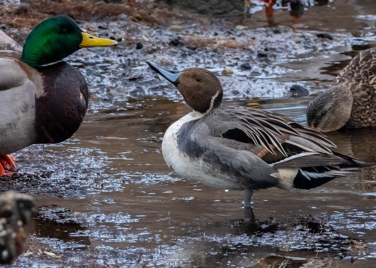 Northern Pintail - ML629730597
