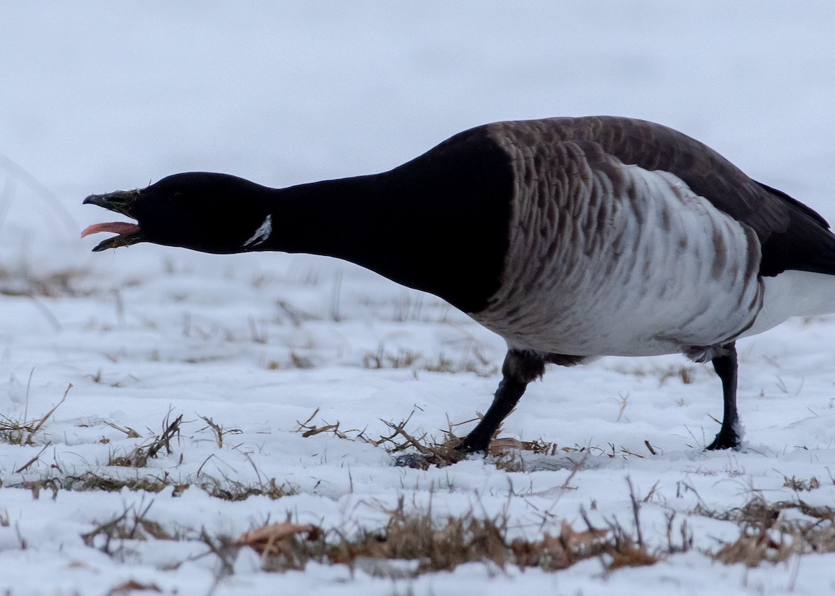 Brant - ML629730611
