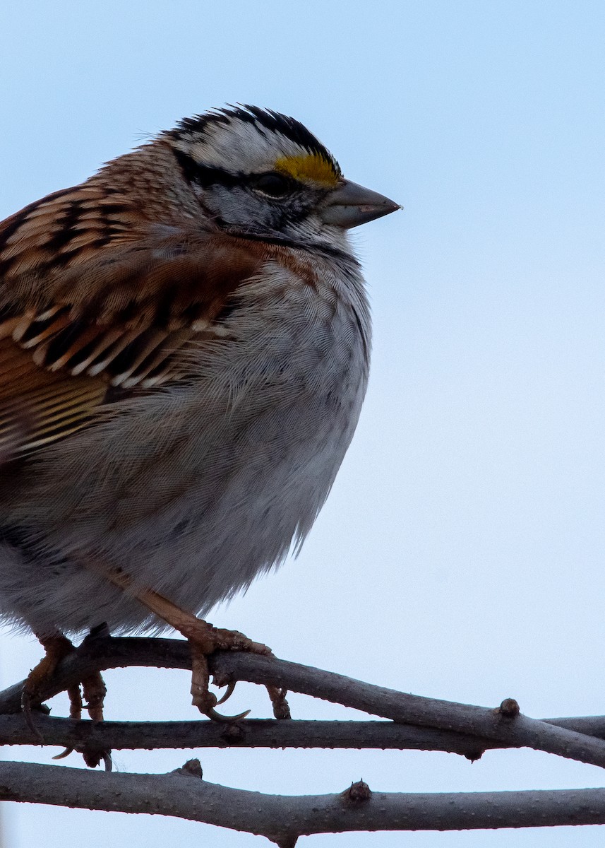 White-throated Sparrow - ML629730627