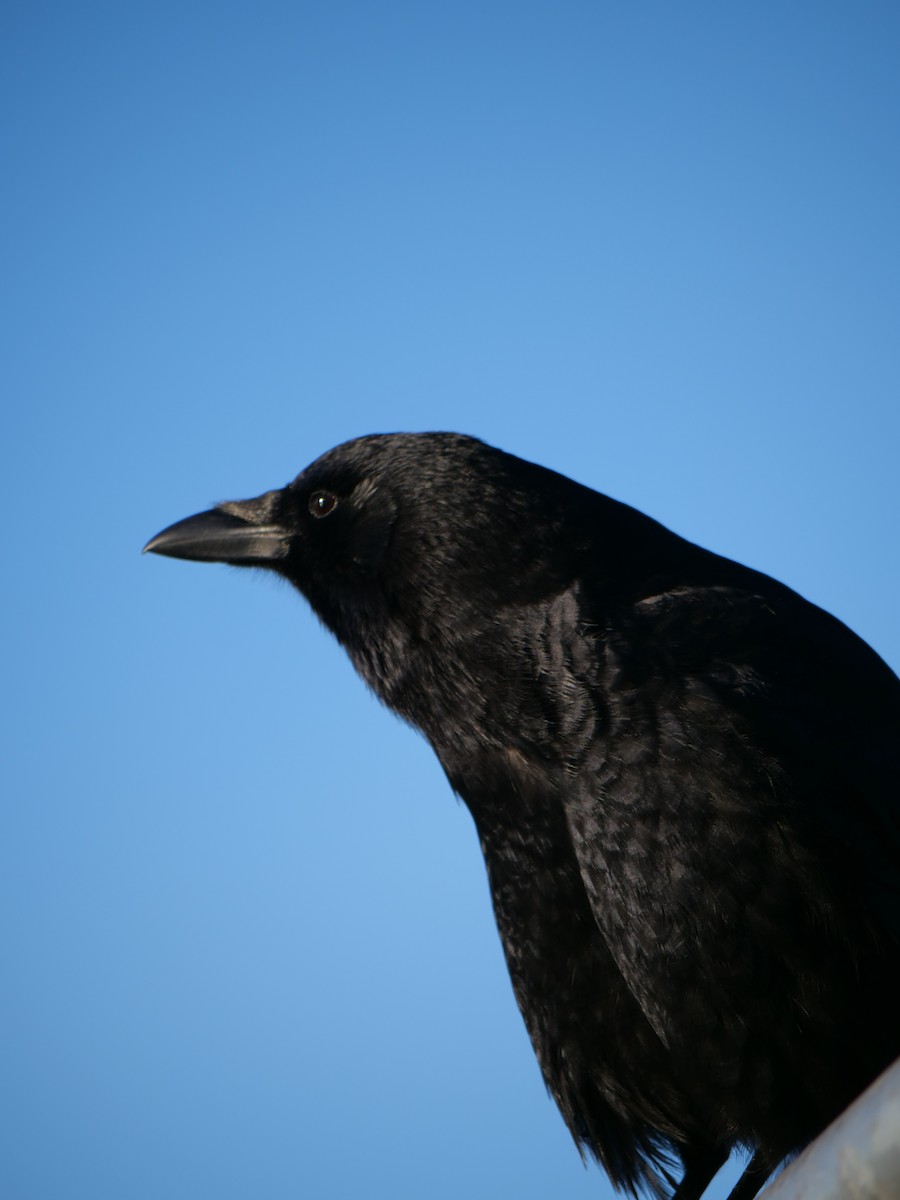 American Crow - ML629730780