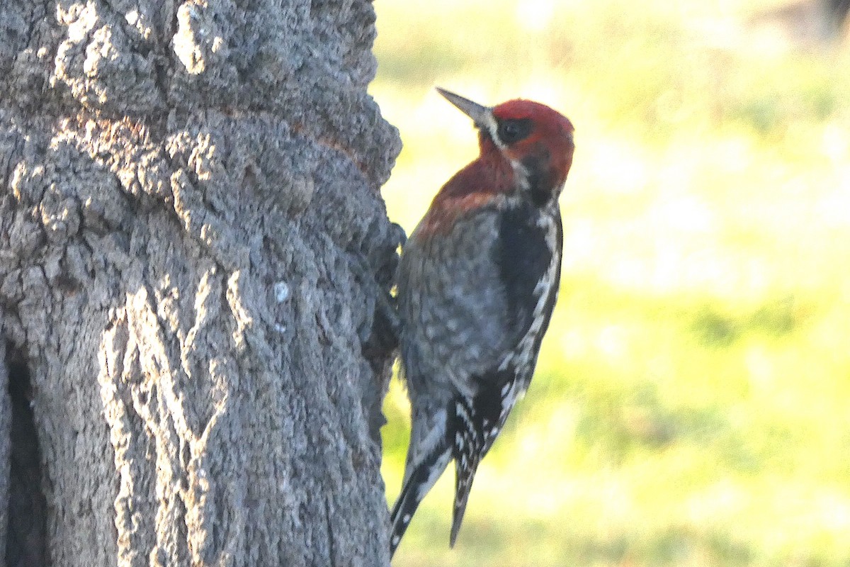 Sphyrapicus sp. - ML629730962