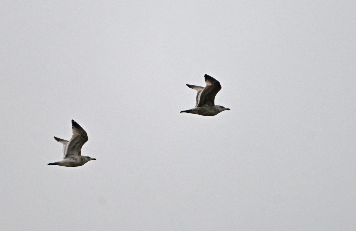 Ring-billed Gull - ML629731162