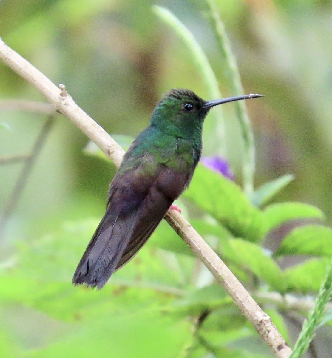 Bronze-tailed Plumeleteer - ML629731515