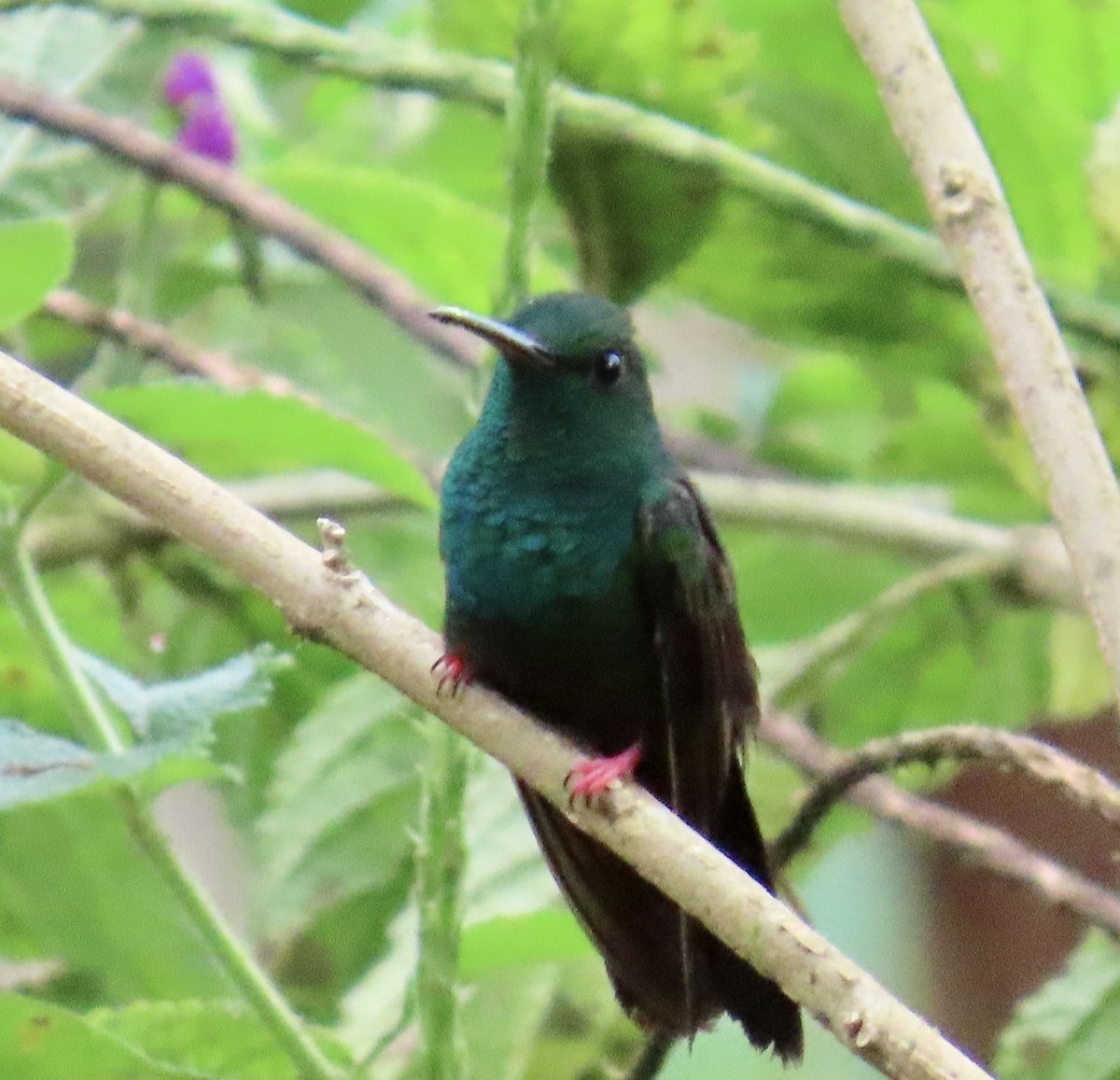 Bronze-tailed Plumeleteer - ML629731525