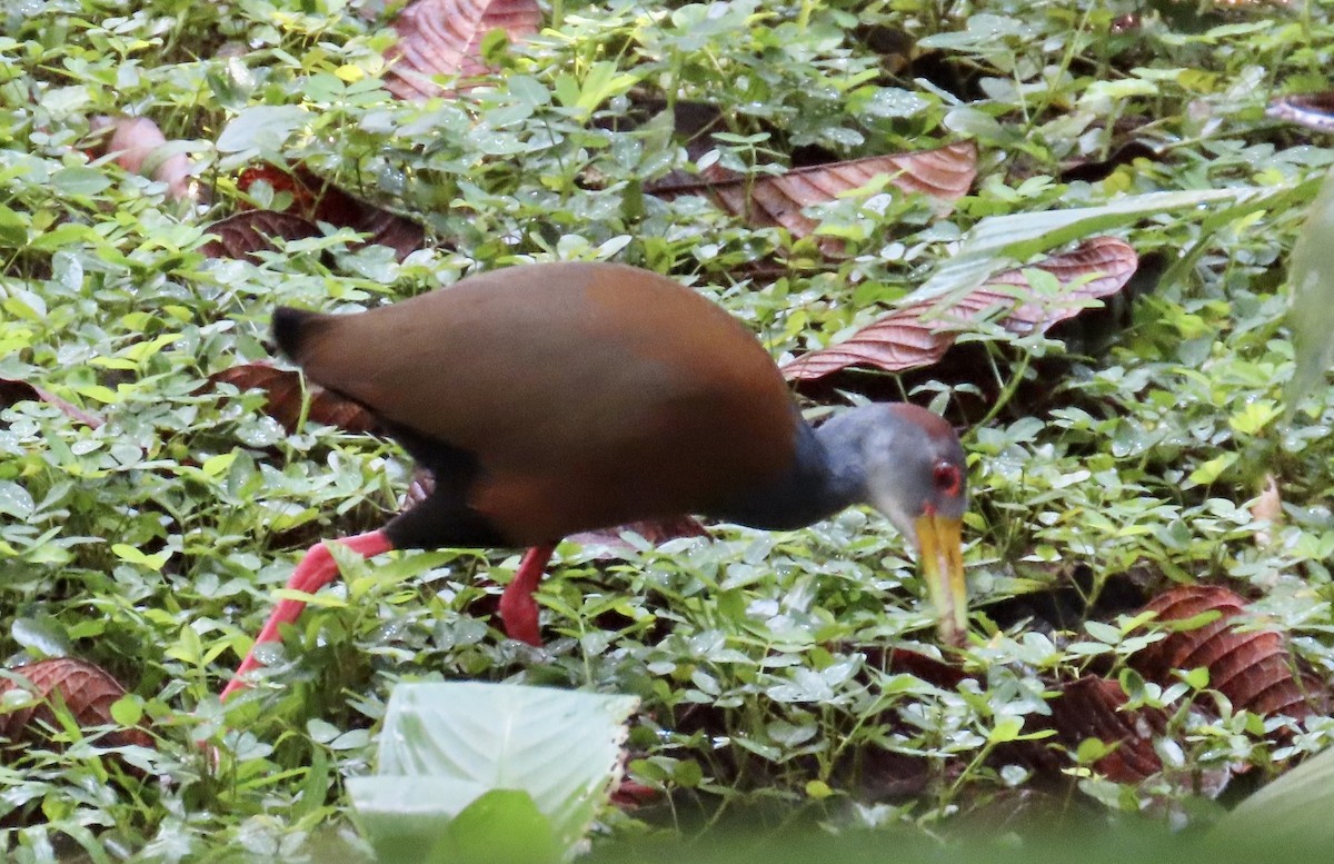 Russet-naped Wood-Rail - ML629731546