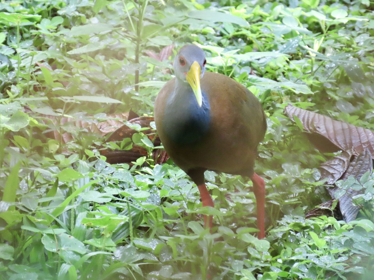 Russet-naped Wood-Rail - ML629731552