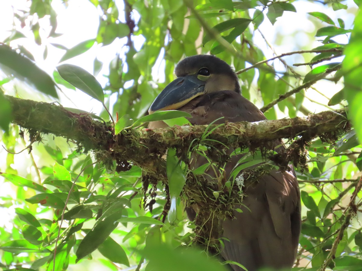 Boat-billed Heron - ML629731566
