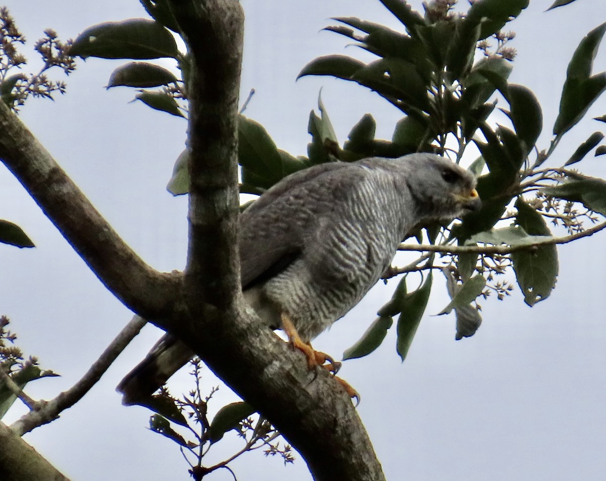 Gray Hawk - ML629731587