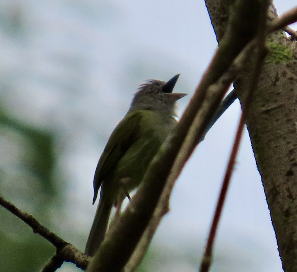 Yellow-olive Flatbill - ML629731641