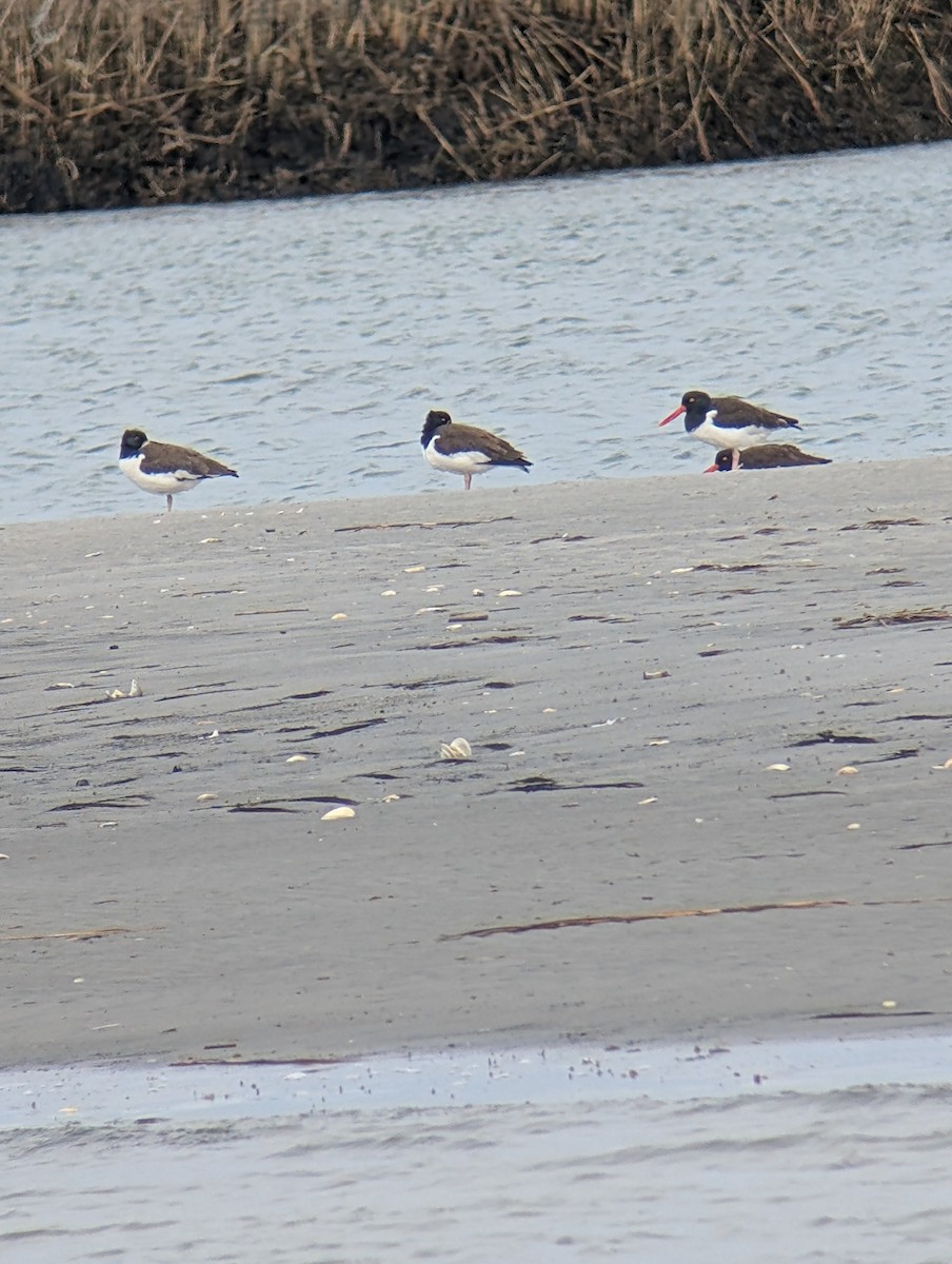 American Oystercatcher - ML629731651