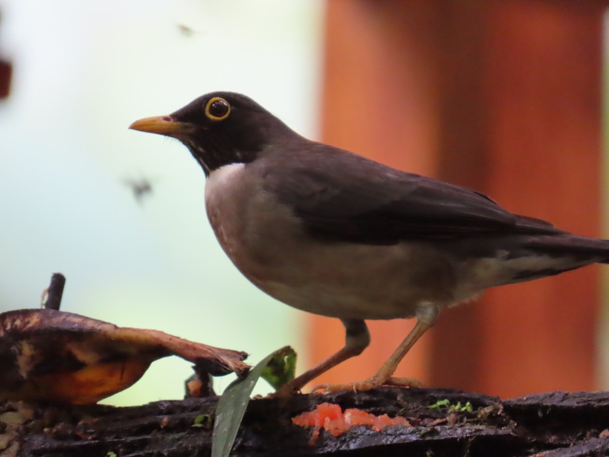 White-throated Thrush - ML629731664