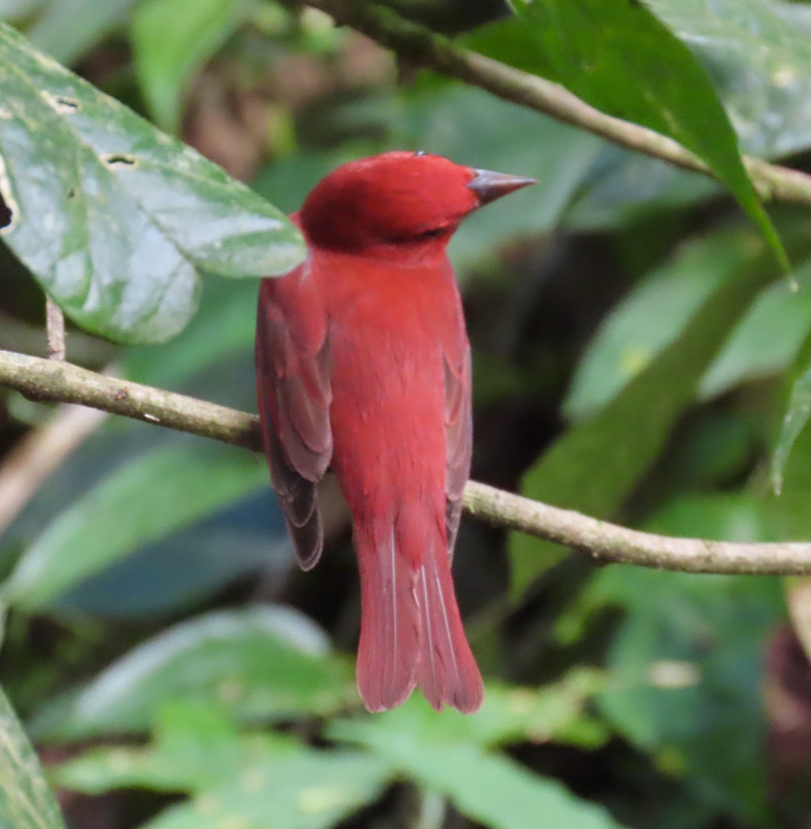 Summer Tanager - ML629731694