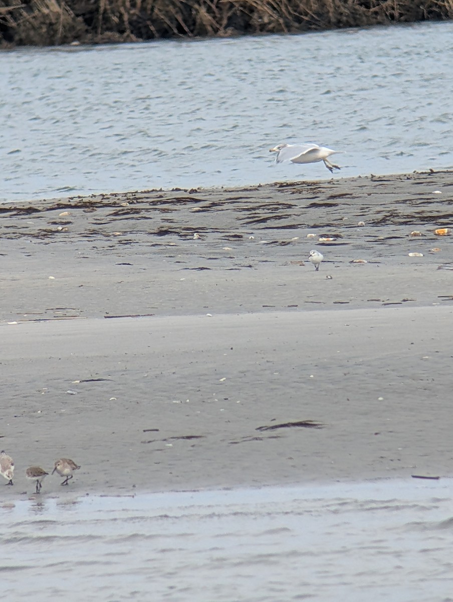 Ring-billed Gull - ML629731703