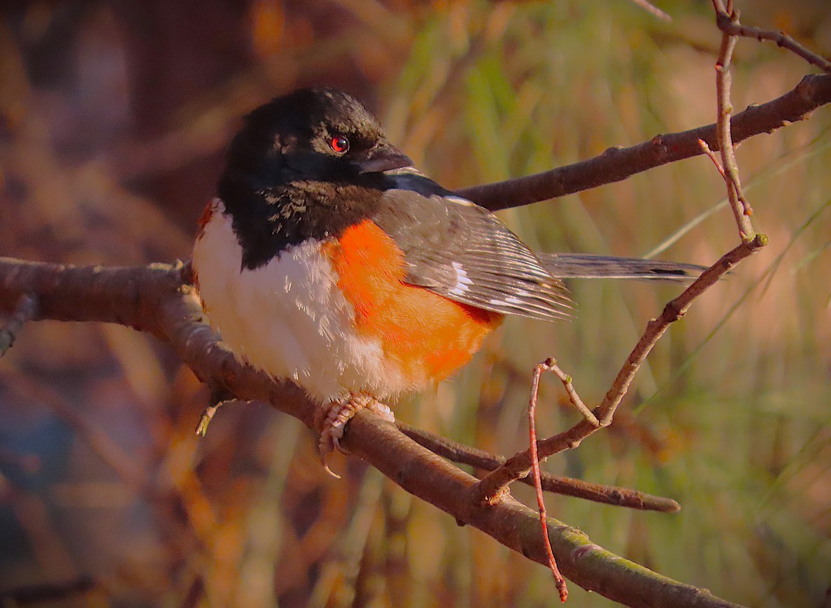 pipilo rudooký - ML629731724