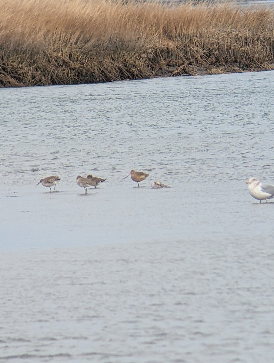 Marbled Godwit - ML629731763