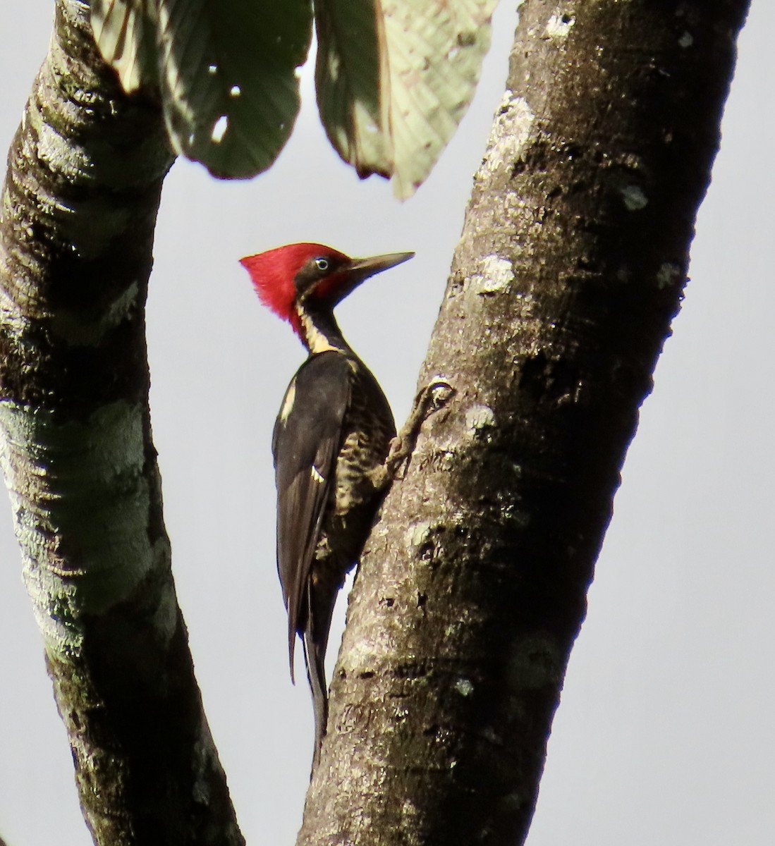 Lineated Woodpecker - ML629731781
