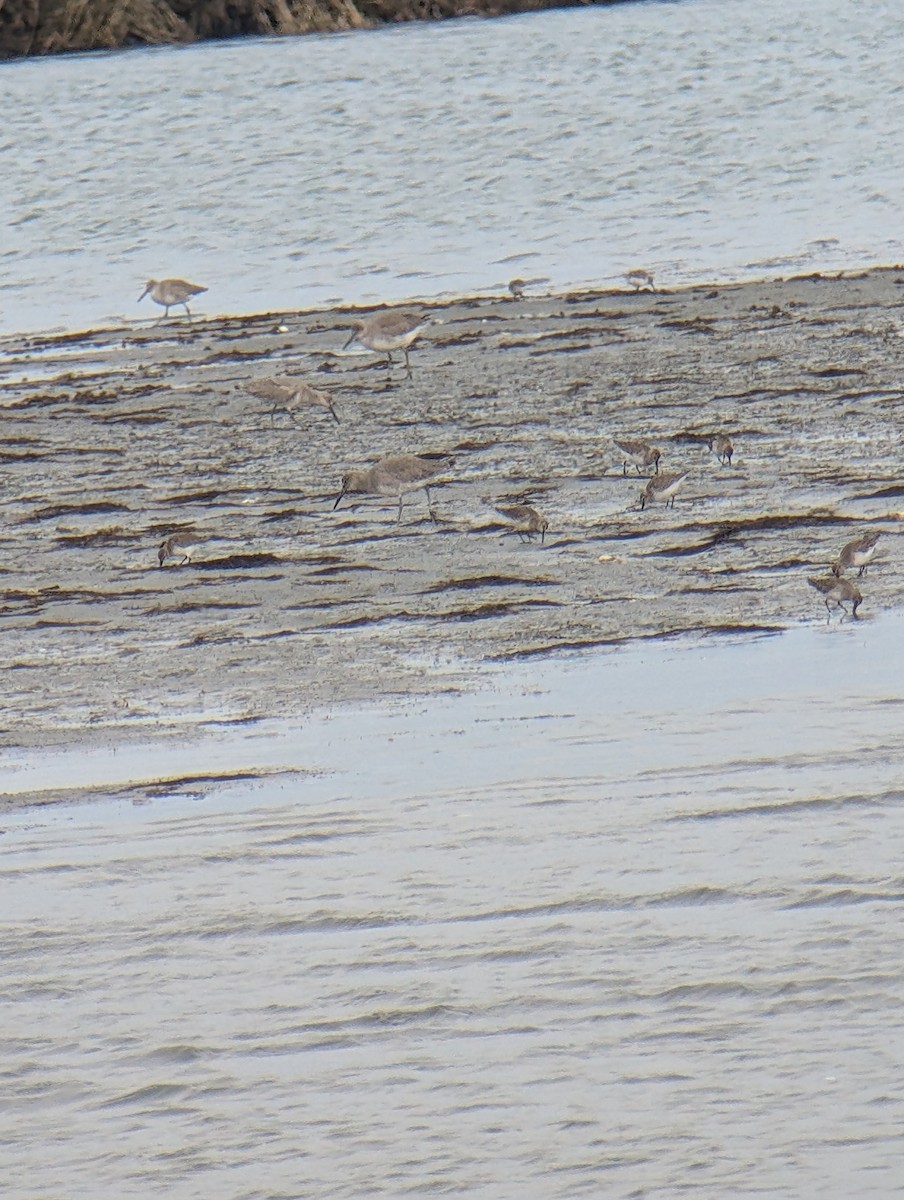 Willet - ML629731791