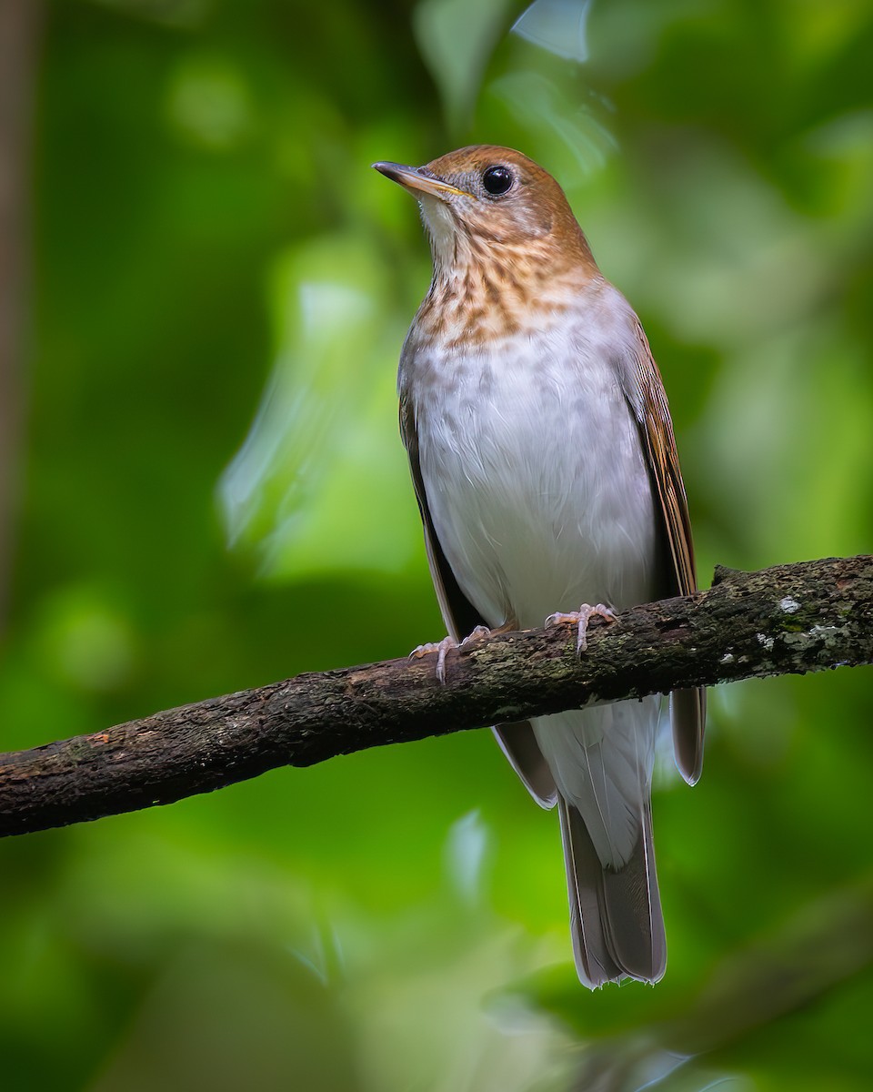 Veery - ML629731967