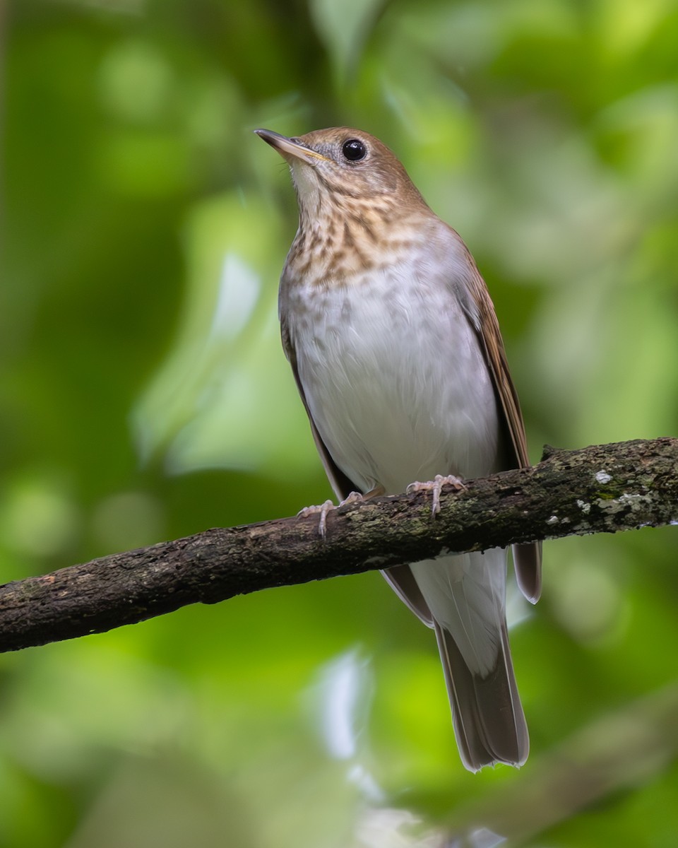 Veery - ML629731983