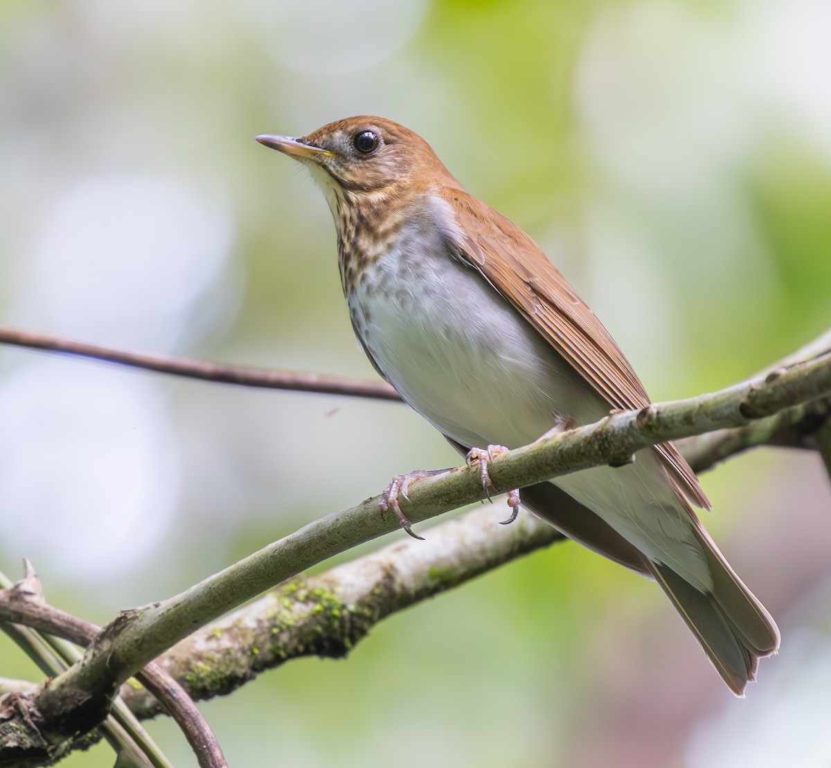 Veery - ML629731986