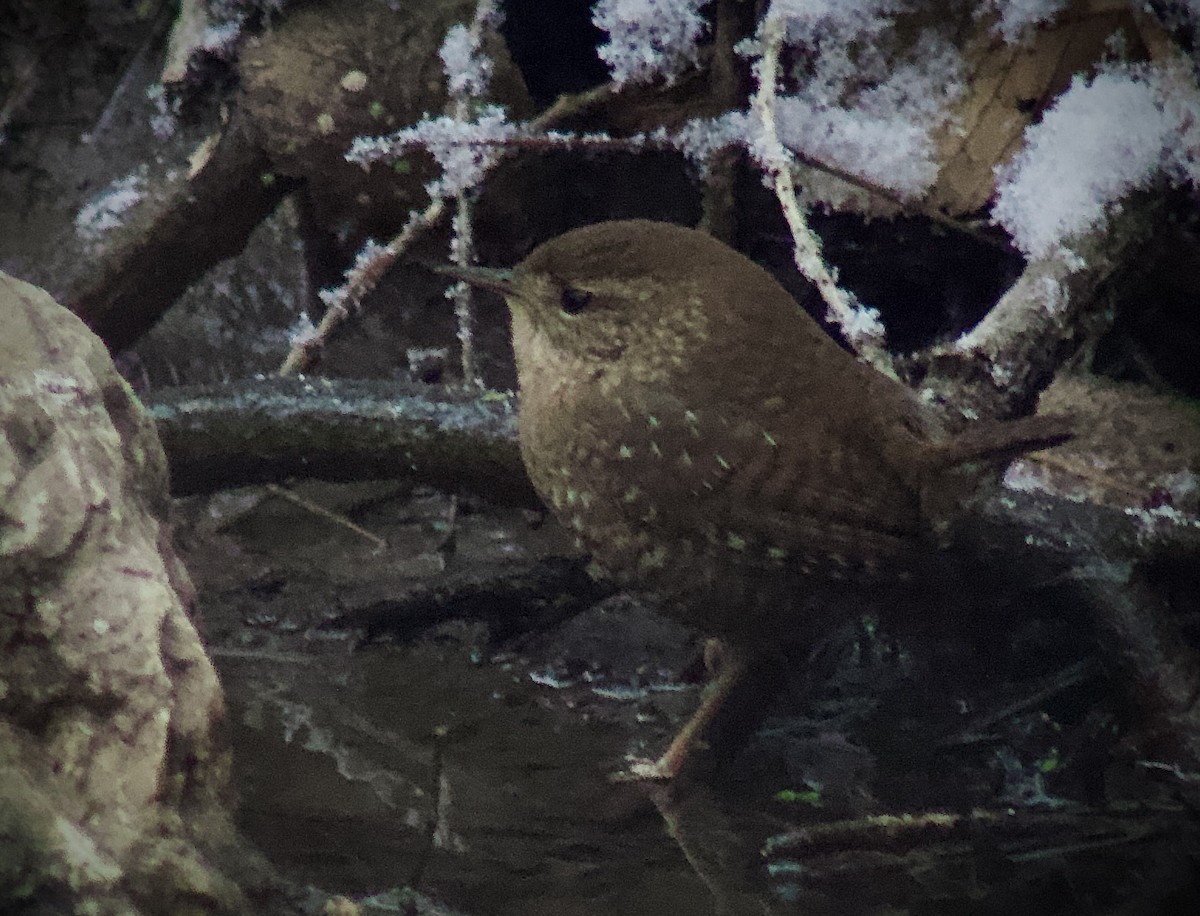 Winter Wren - ML629732538
