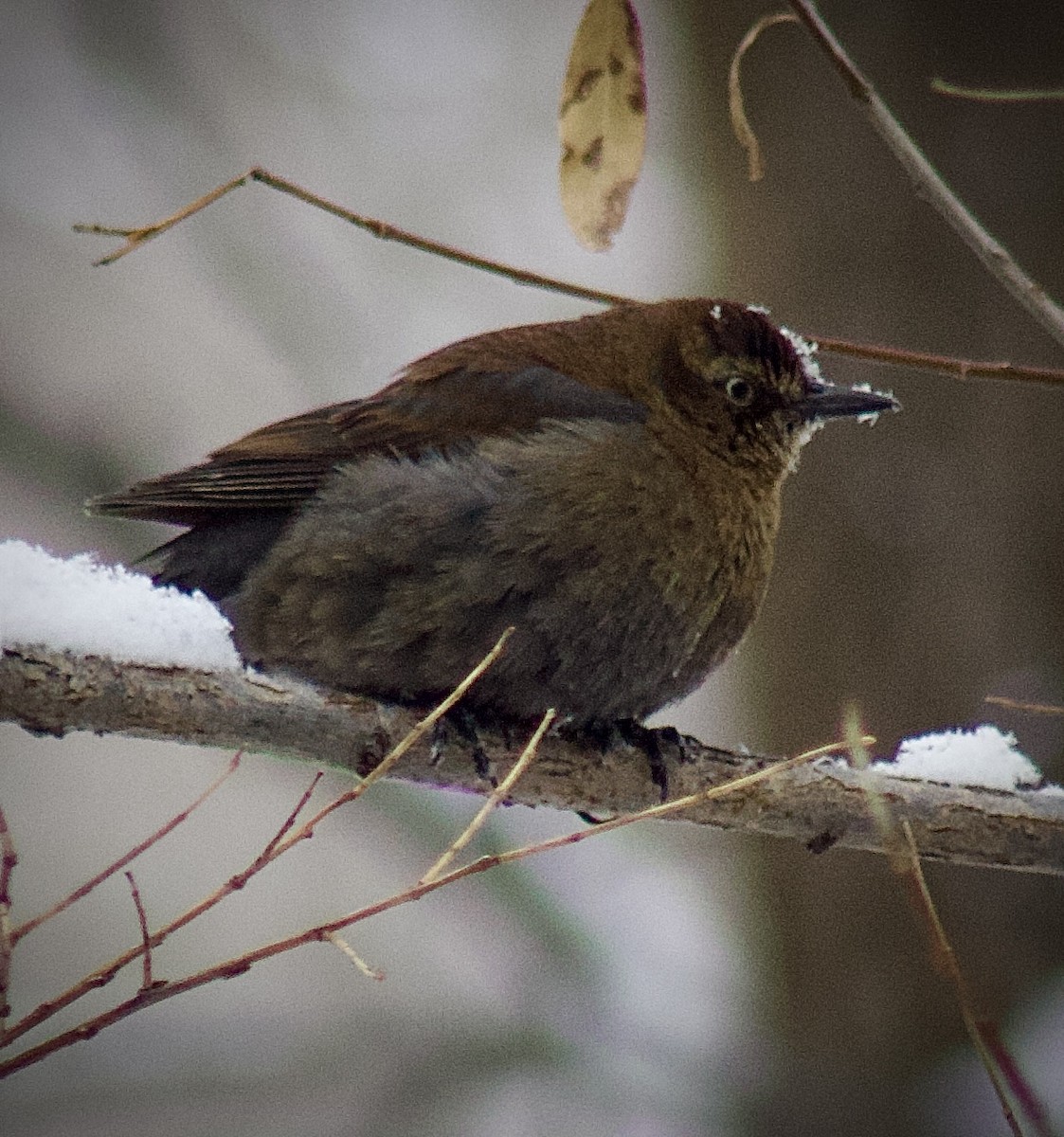 Rusty Blackbird - ML629732560