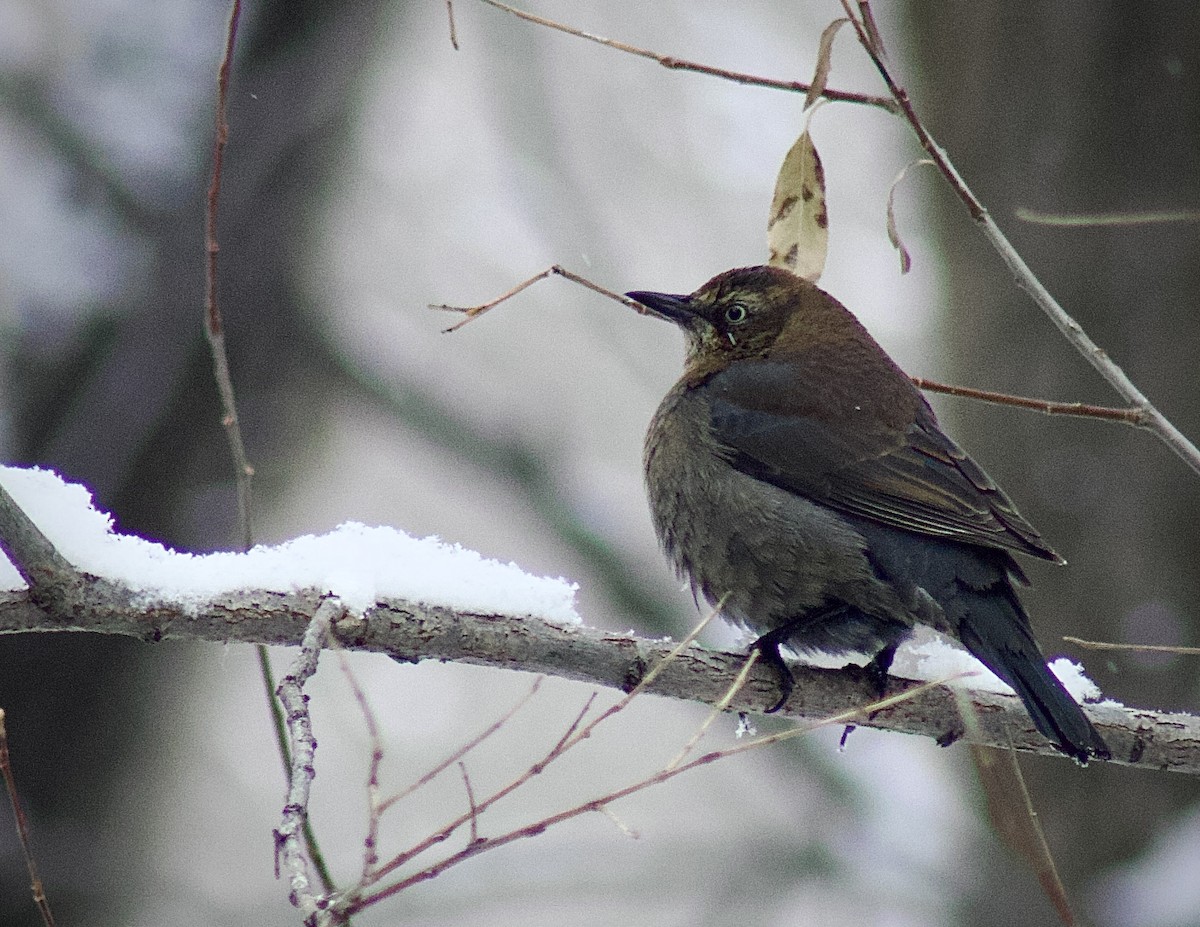 Rusty Blackbird - ML629732561