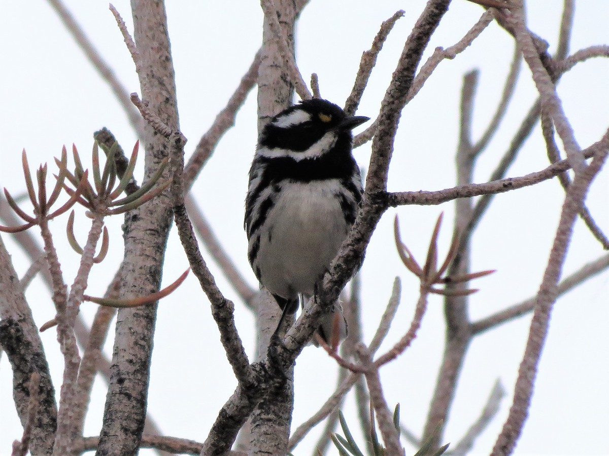 Black-throated Gray Warbler - ML62973261